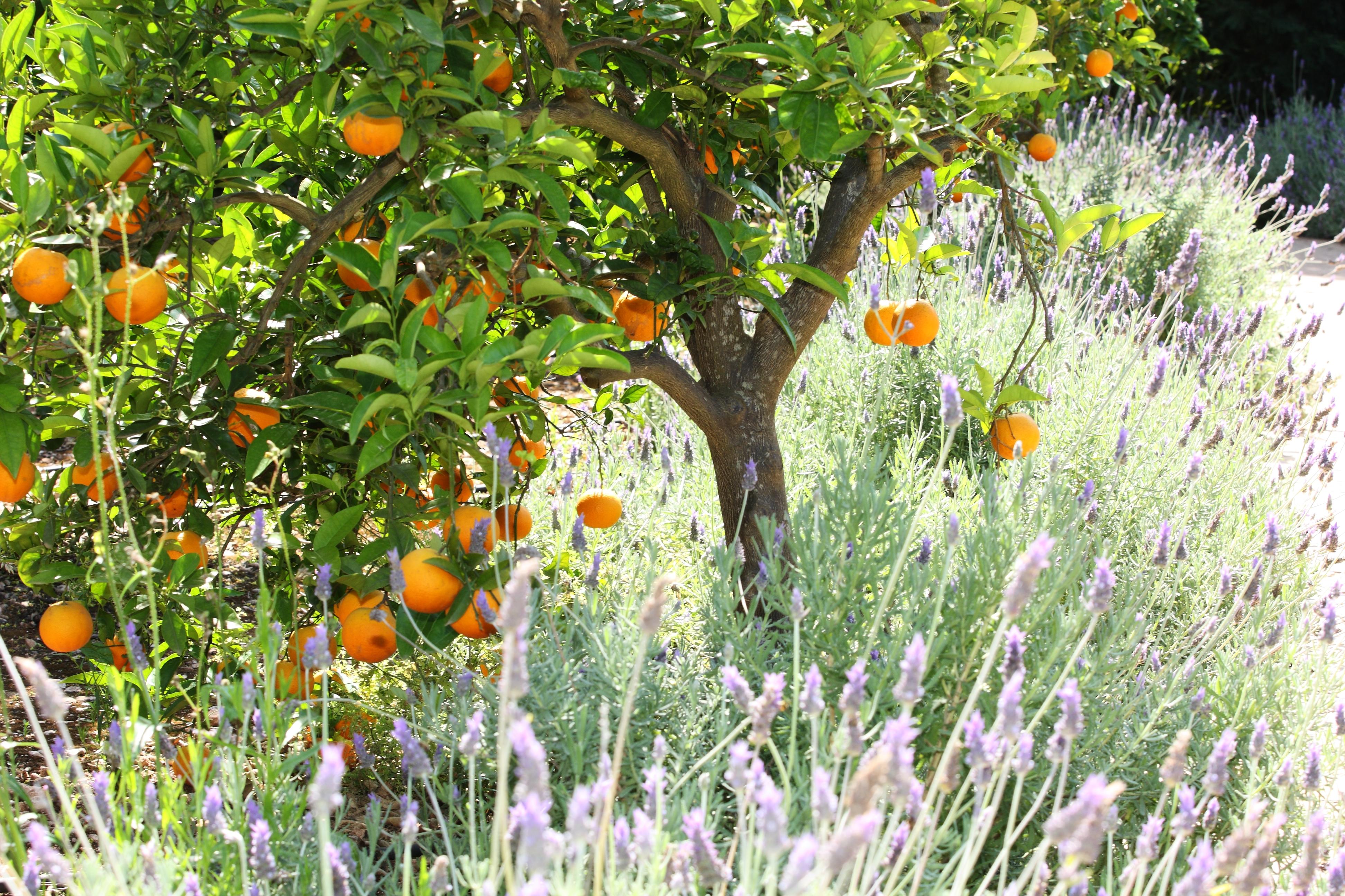 Ca's Curial - - Adults Only Sóller